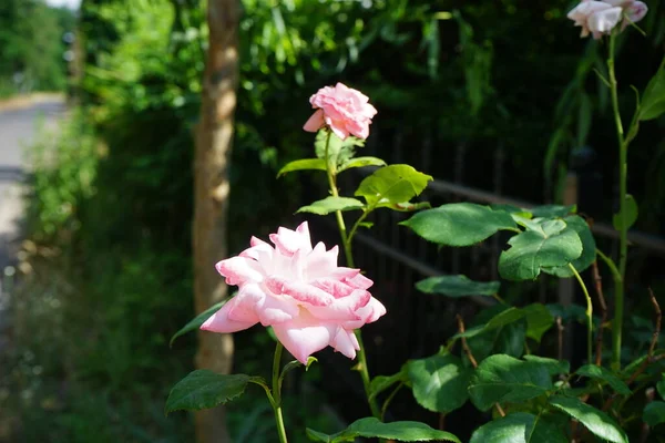 ピンク色のバラの茂みは6月に大きな花を咲かせます ドイツ ベルリン — ストック写真