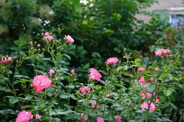 Кущ Троянд Великими Рожевими Квітами Тлі Котіна Коґиґріґра Червні Берлін — стокове фото