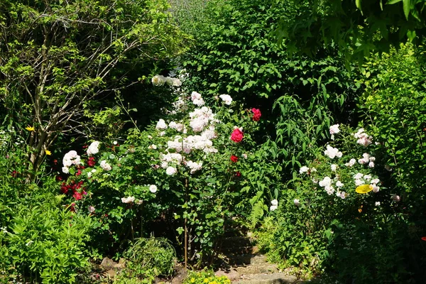 Des Buissons Roses Différentes Couleurs Avec Grandes Fleurs Sur Fond — Photo