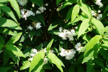 Deutzia Haziran 'da beyaz çiçek açar. Deutzia, Hydrangeaceae familyasından bir bitki cinsidir. Berlin, Almanya 