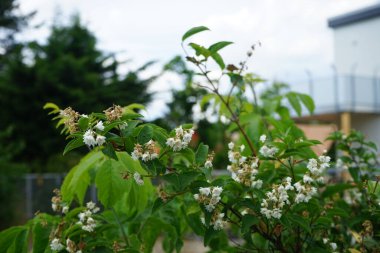 Deutzia Haziran 'da beyaz çiçek açar. Deutzia, Hydrangeaceae familyasından bir bitki cinsidir. Berlin, Almanya 