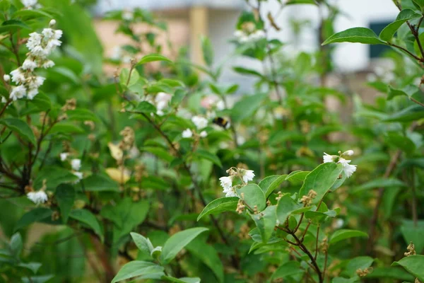 Een Hommel Vliegt Juni Witte Deutzia Bloemen Deutzia Een Geslacht — Stockfoto