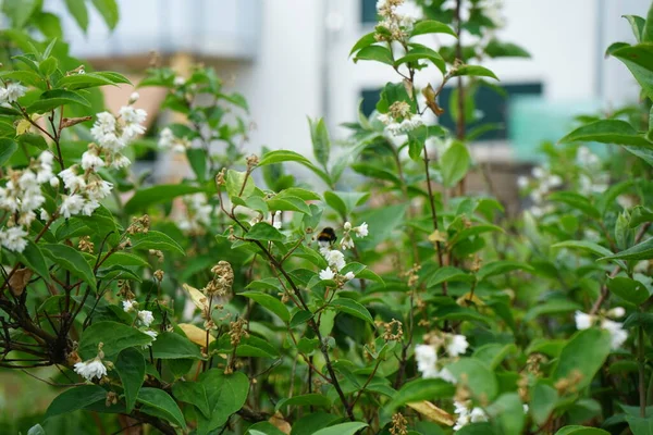 Шмель Пролетает Над Белыми Цветами Deutzia Июне Deutzia Род Цветковых — стоковое фото