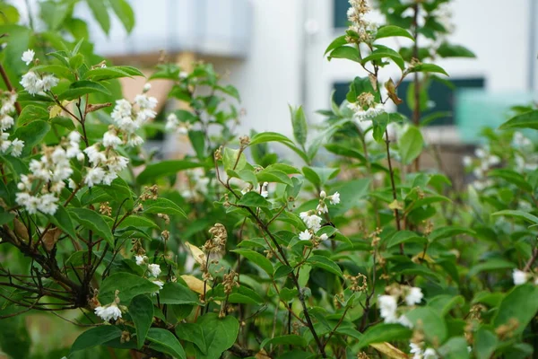 Дойче Цветет Белым Июне Deutzia Род Цветковых Растений Семействе Hydrangeaceae — стоковое фото