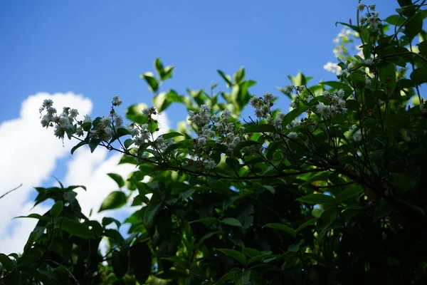 Deutzia Júniusban Virágzik Fehéren Deutzia Egy Nemzetség Virágzó Növények Család — Stock Fotó