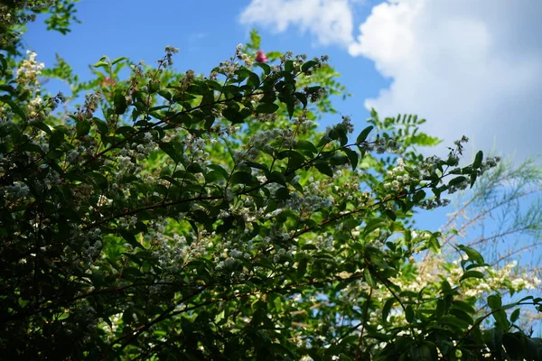 Deutzia Bloeit Wit Juni Deutzia Een Geslacht Uit Hortensia Hydrangeaceae — Stockfoto