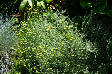 Gümüş yapraklı her zaman yeşil olan Santolina chamaecyparissus 'un Haziran ayında sarı çiçekleri vardır. Santolina chamaecyparissus, syn. Pamuk lavanta (