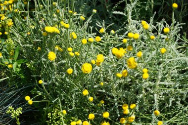 Gümüş yapraklı her zaman yeşil olan Santolina chamaecyparissus 'un Haziran ayında sarı çiçekleri vardır. Santolina chamaecyparissus, syn. Pamuk lavanta (