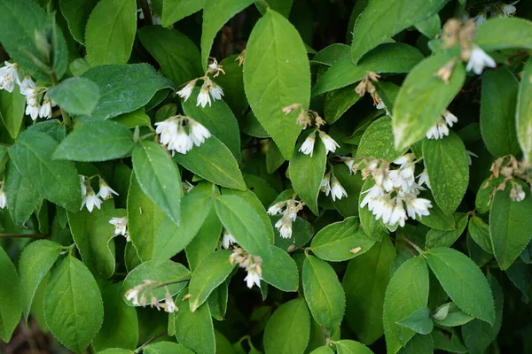 Deutzia Bloeit Wit Juni Deutzia Een Geslacht Uit Hortensia Hydrangeaceae — Stockfoto