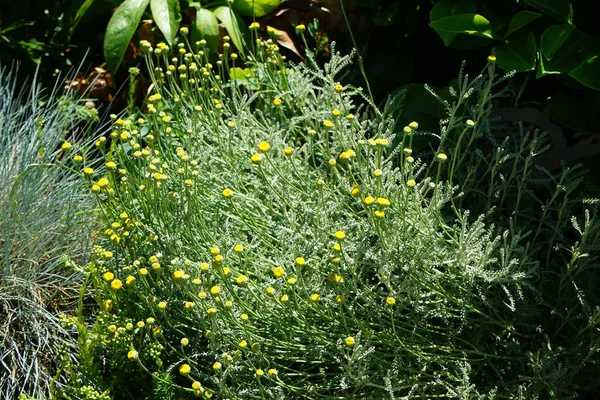 Santolina Chamaecyparissus Vintergrön Växt Med Silverbladen Och Har Gula Blommor — Stockfoto