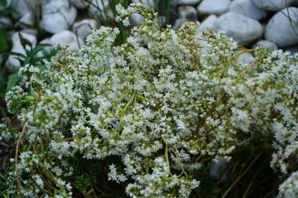 Sedum Album Fehér Kőszikla Crassulaceae Családba Tartozó Sedum Nemzetség Virágzó — Stock Fotó