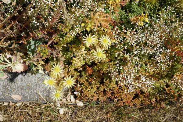 Sempervivum Ciliosum Vit Sedum Platta Och Gul Sedum Reflexum Blommar — Stockfoto