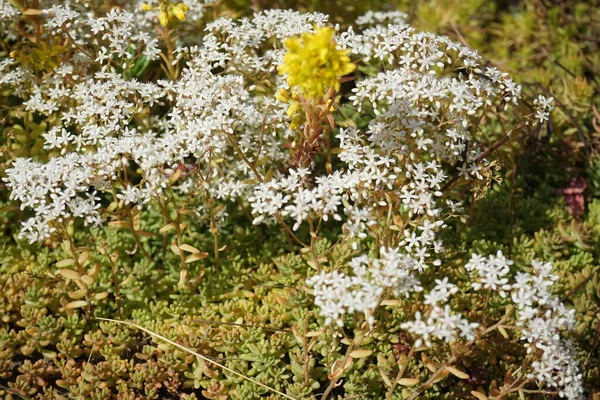 Fehér Sedum Album Sárga Sedum Reflexum Virágzik Kertben Júniusban Berlin — Stock Fotó