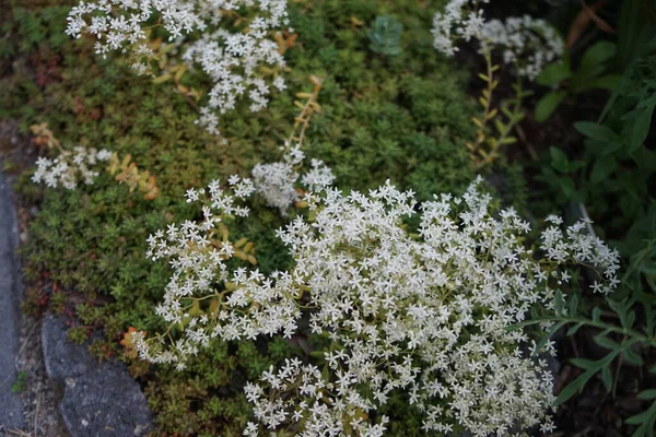 Sedum Album Biały Kamień Jest Kwitnącą Rośliną Rodzaju Sedum Rodzinie — Zdjęcie stockowe