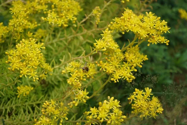 Μια Μέλισσα Πετάει Πάνω Από Λουλούδια Του Sedum Reflexum Τον — Φωτογραφία Αρχείου