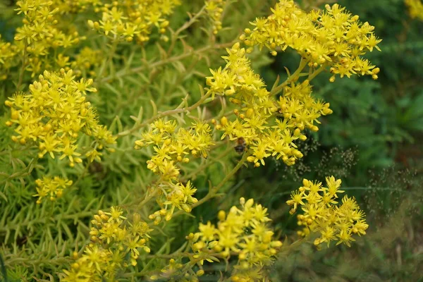 Μια Μέλισσα Πετάει Πάνω Από Λουλούδια Του Sedum Reflexum Τον — Φωτογραφία Αρχείου