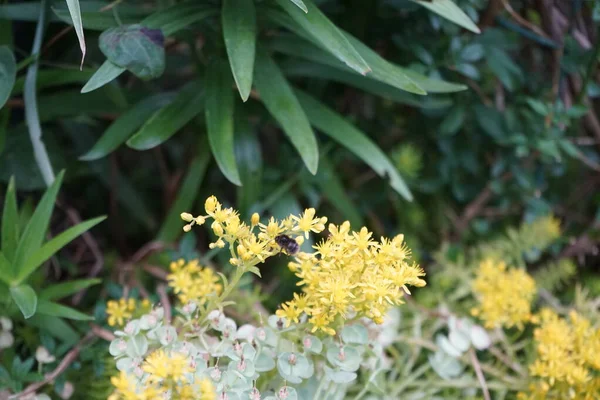 6月にセダム反射花の上をバンブルビーが飛んでいます セダム レフレクサム Sedum Rexum またはセダム ルペストレ Sedum Rupestre クラス科の多年生多肉植物である — ストック写真