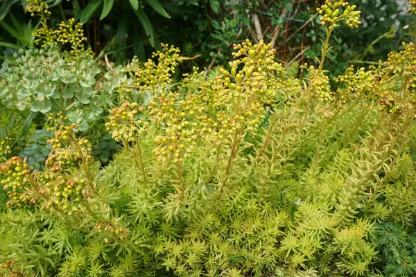 Haziran Sedum Refleksi Sedum Refleksi Sedum Rupestre Jenny Stonecrop Blue — Stok fotoğraf