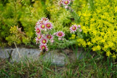 Haziran 'da Sempervivum' un pembe çiçekleriyle Sedum refleksi ve Sedum dönümünün sarı çiçeklerine karşı yaban arısı. Sempervivum minute, Crassulaceae familyasından, Sempervivum familyasından bir kedi türü. Berlin, Almanya  