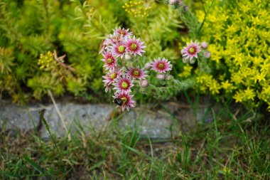 Haziran 'da Sempervivum' un pembe çiçekleriyle Sedum refleksi ve Sedum dönümünün sarı çiçeklerine karşı yaban arısı. Sempervivum minute, Crassulaceae familyasından, Sempervivum familyasından bir kedi türü. Berlin, Almanya  