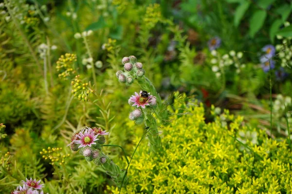 Calabrone Fiori Rosa Sempervivum Minutum Contro Fiori Gialli Sedum Reflexum — Foto Stock