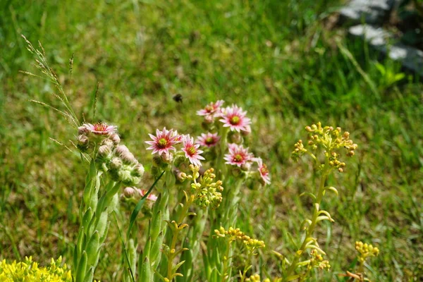 Bumblebee Sempervivum Minutum Rózsaszín Virágain Sedum Reflexum Sedum Acre Sárga — Stock Fotó