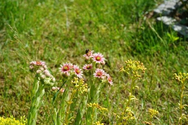 Humlebi Lyserøde Blomster Sempervivum Minutum Mod Gule Blomster Sedum Reflexum - Stock-foto