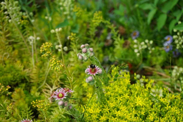 Bumblebee Sempervivum Minutum Rózsaszín Virágain Sedum Reflexum Sedum Acre Sárga — Stock Fotó
