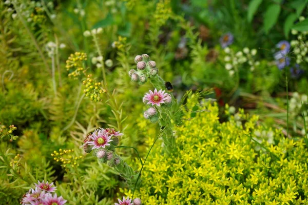Bumblebee Sempervivum Minutum Rózsaszín Virágain Sedum Reflexum Sedum Acre Sárga — Stock Fotó