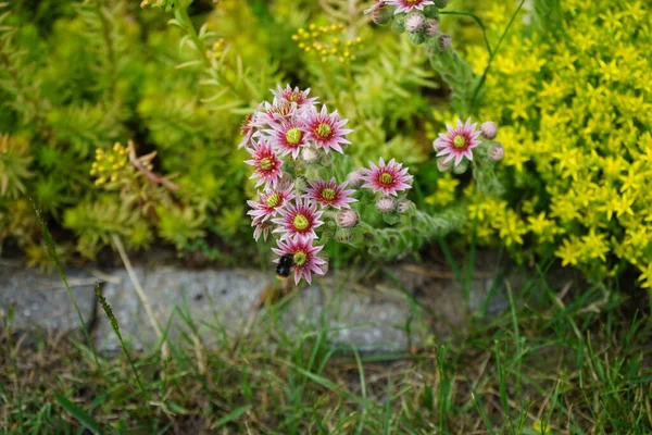 Bumblebee Sempervivum Minutum Rózsaszín Virágain Sedum Reflexum Sedum Acre Sárga — Stock Fotó