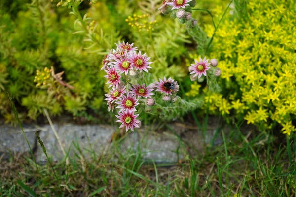 Hommel Roze Bloemen Van Sempervivum Minutum Tegen Gele Bloemen Van — Stockfoto