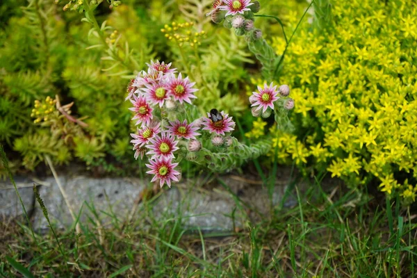 Шмель Розовых Цветах Sempervivum Minutum Против Желтых Цветов Sedum Reflexum — стоковое фото