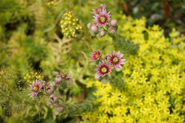 Sempervivum Minutum Rózsaszín Virágai Sedum Reflexum Sedum Acre Sárga Virágai — Stock Fotó