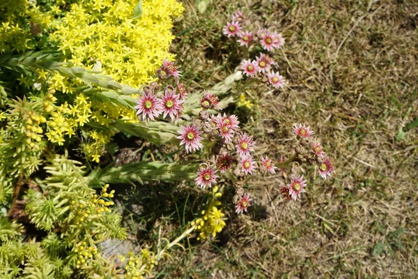 Fiori Rosa Sempervivum Minutum Contro Fiori Gialli Sedum Reflexum Sedum — Foto Stock