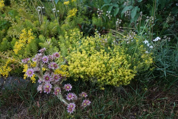 Różowe Kwiaty Sempervivum Minutum Przeciwko Żółtym Kwiatom Sedum Reflexum Sedum — Zdjęcie stockowe