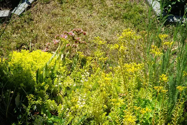 Sempervivum Minutum Rózsaszín Virágai Sedum Reflexum Sedum Acre Sárga Virágai — Stock Fotó