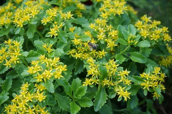Sarı Çiçeklerin Üzerinde Uçan Bir Arı Sedum Kamtschaticum Var Haziran — Stok fotoğraf