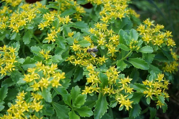 Pszczoła Lata Nad Żółtymi Kwiatami Sedum Kamtschaticum Var Ellacombianum Czerwcu — Zdjęcie stockowe