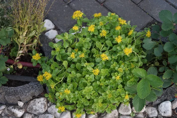 Sedum Kamtschaticum Var Ellacombianum Kvete Krásnými Žlutými Květy Červnu Sedum — Stock fotografie