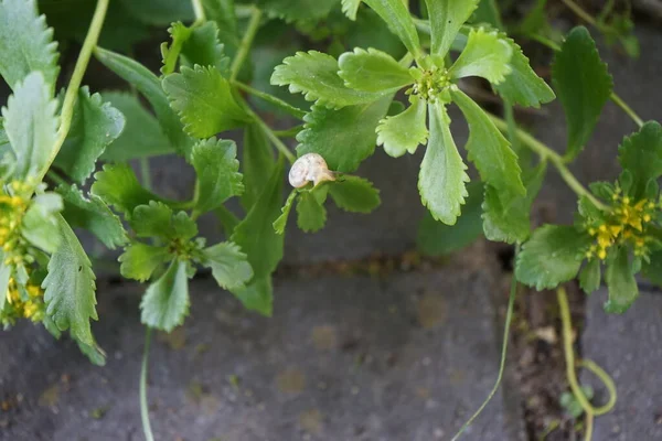 Snail Crawling Sedum Kamtschaticum Var Ellacombianum June Berlin Germany — Stock Photo, Image