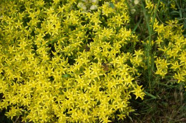 Arılar Sedum dönümünün üzerinde uçar. Sedum hektarı, yosunlu taş, yosunlu taş, yosunlu taş sedum, altın yosun sedum, ısıran taş ve duvar biberi, Crassulaceae familyasının daimi bir çiçek bitkisidir.. 