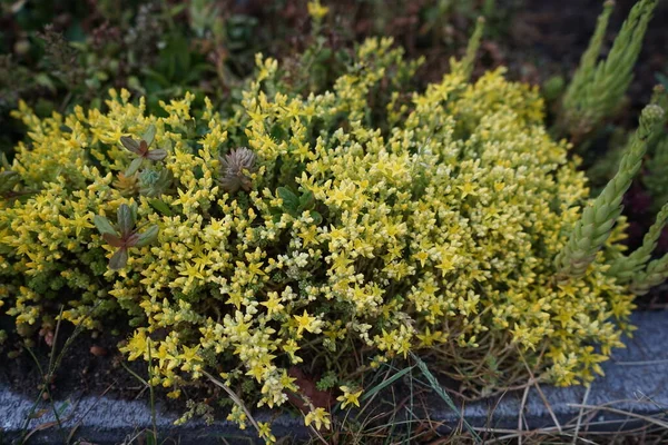 セダムエーカー キンモクセイの石切り場 苔状の石切り場 キンモクセイのセダムは 石切り場とウォールペッパーを噛み 家族の中で多年草の開花植物です ドイツ ベルリン — ストック写真