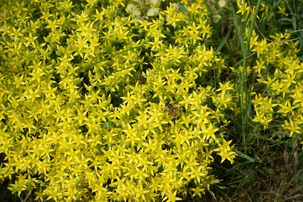 Abelhas Sobrevoam Flores Sedum Acre Sedum Acre Goldmoss Stonecrop Mossy — Fotografia de Stock