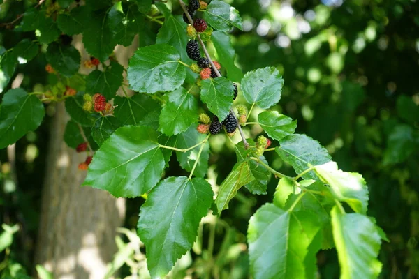Morus Nigra Called Black Mulberry Blackberry Species Deciduous Trees Family — Stock Photo, Image