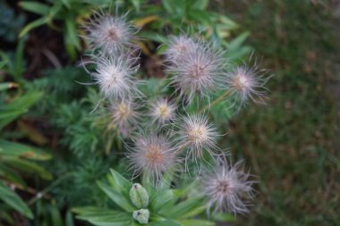 Haziran ayında bahçede pulsatilla vulgaris tohumu. Pulsatilla vulgaris, Ranunculaceae familyasına ait çiçekli bir bitki türüdür. Berlin, Almanya  