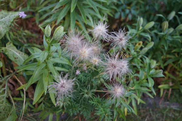 Nasiona Pulsatilla Vulgaris Ogrodzie Czerwcu Pulsatilla Vulgaris Pasqueflower Jest Gatunkiem — Zdjęcie stockowe