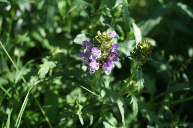 Prunella grandiflora, Lamiaceae familyasından bir süs bitkisidir. Berlin, Almanya 