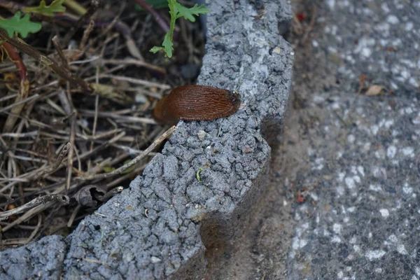 Haziran Bahçede Salyangoz Salyangoz Kara Sümüklüböceği Kabuksuz Karasal Gastropod Yumuşakçaları — Stok fotoğraf