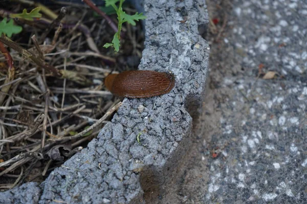 6月に庭でナメクジ ナメクジ ナメクジ Nland Slug 明らかに殻のない陸生の胃腸管軟体動物の通称である ドイツ ベルリン — ストック写真