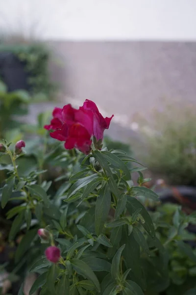 Haziranda Bahçede Burgundy Antirrhinum Majus Antirrhinum Majus Antirrhinum Familyasına Ait — Stok fotoğraf